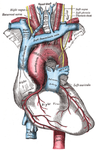 Anatomy of the heart