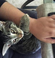 My cat, "helping" me write.